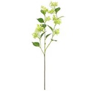 Hortenzija divlja 93cm zelena