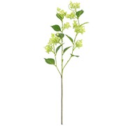 Hortenzija divlja 93cm zelena