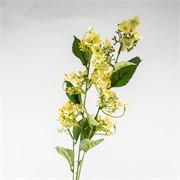 Hortenzija divlja 93cm žuta