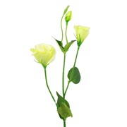 Lizijantus 67cm bijela/zelena