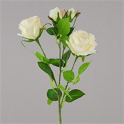 Ruže 3c+1p 65cm krem