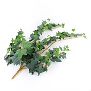 Puzavac engleski bršljan 90cm x7 zaprašeni zelena