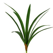 List orhideje Cymbidium 60cm