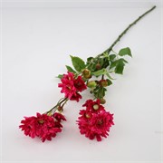 Krizantema 80cm beauty