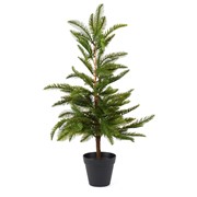 Bor 70cm u posudi zelena