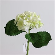 Hortenzija poluprocvjetana 45cm krem