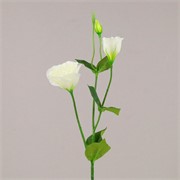 Lizijantus 67cm bijela