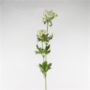 Divlja mrkva x2 76cm bijela