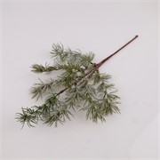 Grana ružmarina frost 45cm