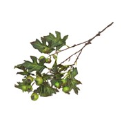 Grana gloga 70cm smeđa