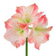 Amarilis 80cm RT bijela/roza