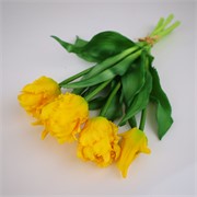 Tulipan parrot x5 31cm žuta