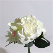 Ruža rascvjetana buket x3 bijela