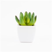 Sukulent u ker. posudi 8cm