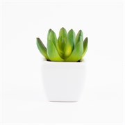 Sukulent u ker. posudi 8cm
