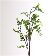 Grana eukaliptusa 65cm zelena