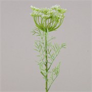 Divlja mrkva 65cm bijela