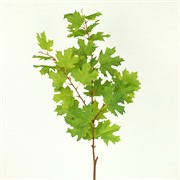 Grana javora 116cm zelena