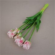 Tulipan parrot x5 47cm bijela/crvena