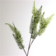 Grana paprati 100cm zelena