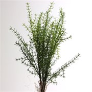 Asparagus 65cm zelena