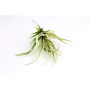 Grana sukulent 40cm sv.zelena