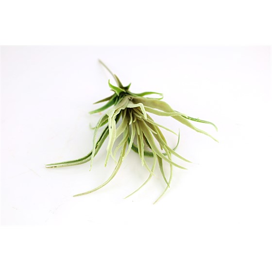 Grana sukulent 40cm sv.zelena