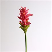 Hedychium 78cm roza