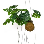 Viseća dekoracija Monstera na kugli 80cm