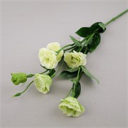 Lizijantus 80cm bijela/zelena