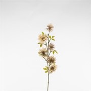 Xantium 53cm smeđa suha