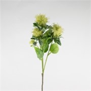 Safflower/Šafranika 57cm suha sv.zelena