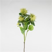 Safflower/Šafranika 57cm suha sv.zelena