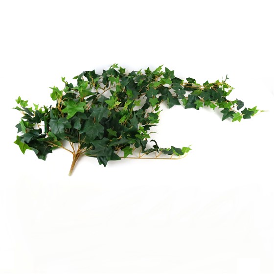 Puzavac engleski bršljan 120cm x13 zelena