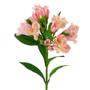 Alstomerija 72cm sv.roza