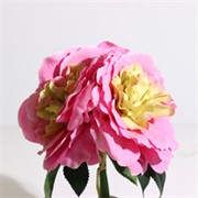 Ruža rascvjetana buket x3 roza