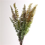 Grana paprati 70cm zelena/crvena