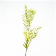 Grana divlja mrkva 57cm