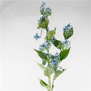 Hortenzija divlja 93cm sv.plava