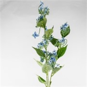 Hortenzija divlja 93cm sv.plava