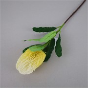Banksija 65cm krem
