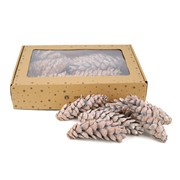 Suho: šišarke 20-25cm x15kom bijeljena