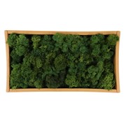 Mahovina 500g zelena