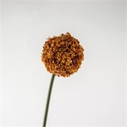 Allium suhi 75cm narančasta