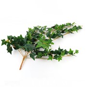 Puzavac engleski bršljan 90cm x7 zelena