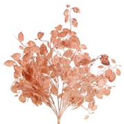 Lunaria/srebrni dolar 51 cm sv.roza