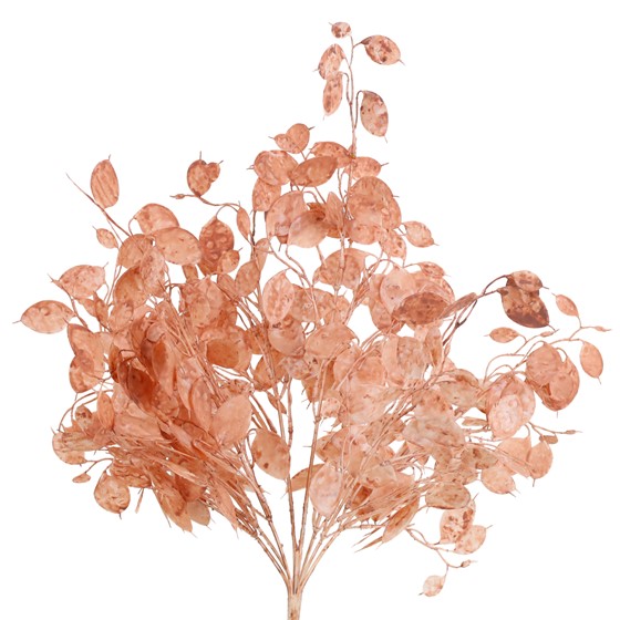 Lunaria/srebrni dolar 51 cm sv.roza