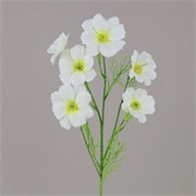 Cosmea/Uresnica x6 77cm bijela/sv.zelena