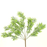 Chamaedorea grm 56cm sv.zelena