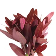 Lišće eukaliptusa 40cm burgundy